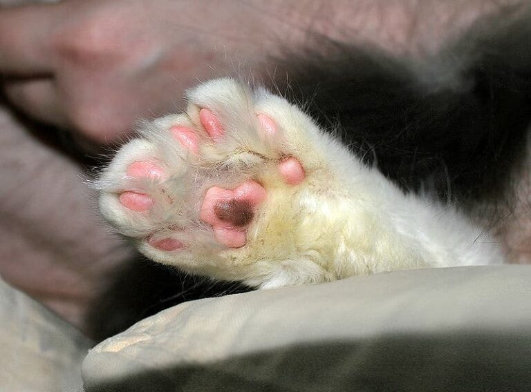 Il cane Parsifal ha scoperto più gattini abbandonati in un cespuglio a Seravezza, permettendone il salvataggio grazie all’intervento del proprietario e dei Vigili del Fuoco.