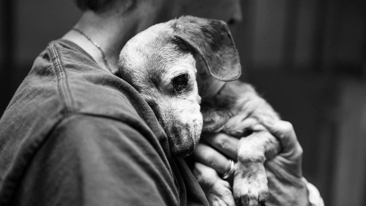 Nata cieca e invisibile nel box di un rifugio, una cagnolina viene adottata e costruisce una nuova vita fatta di fiducia, suoni, odori e libertà.