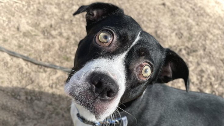 Entrano in rifugio cercando un cane come tanti. Una bambina sceglie quello che nessuno voleva. Oggi Pirata festeggia il compleanno in famiglia.