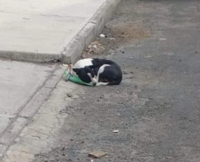 Un cucciolo viene trovato solo, con una borsa accanto. Senza esitazioni viene preso in braccio e accolto, dando inizio a una nuova vita insieme.