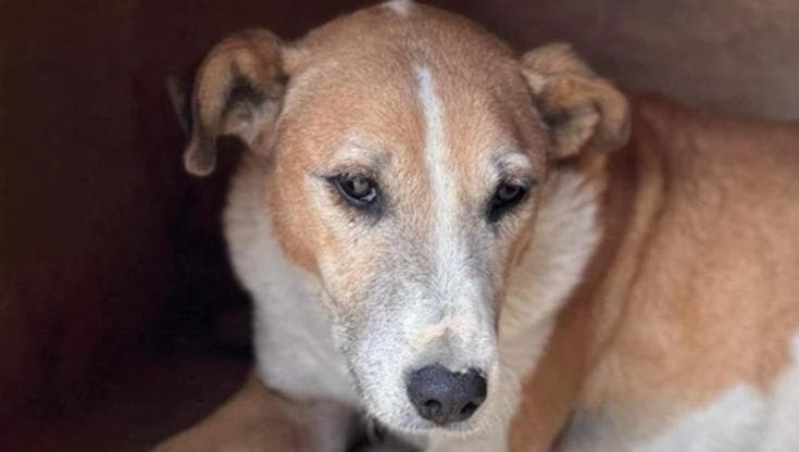 Trovata tra i rifiuti a quattro settimane, adottata e poi rifiutata, Irma ha vissuto tredici anni in un rifugio di Creta prima di iniziare una nuova vita a Helsinki.