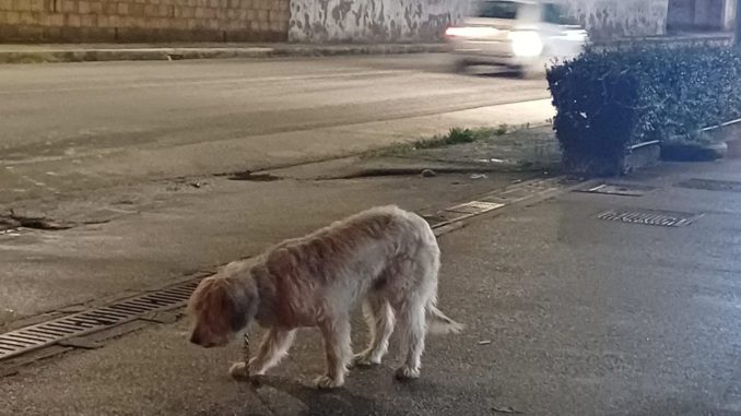 Un cane rimasto solo in pieno centro, nessun intervento delle autorità e una scelta obbligata: lasciarlo andare o portarlo a casa. Ha vinto l’amore.
