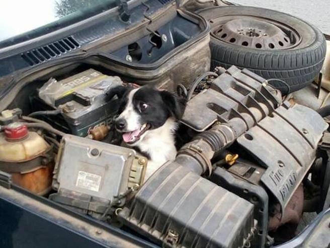 A Campo Largo, nello Stato brasiliano del Paraná, una donna scopre un cane incastrato nel motore della sua auto. L’animale viene salvato e la storia diventa virale.