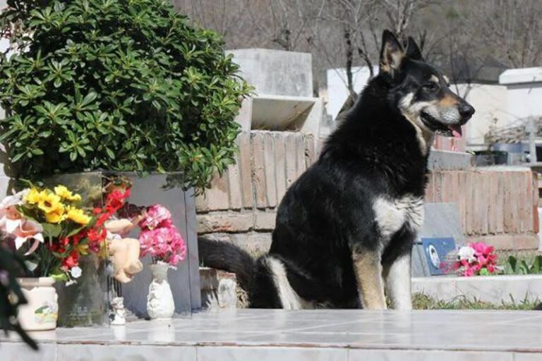 Un cane torna ogni giorno nello stesso luogo dove riposa il suo proprietario, seguendo un percorso immutato e sostando in silenzio, in un gesto di lealtà che non si interrompe.