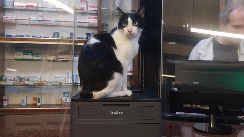 Un gatto presidia l’ingresso di una farmacia ogni mattina, impedendo l’accesso prima dell’orario ufficiale e diventando una presenza fissa per clienti e residenti.