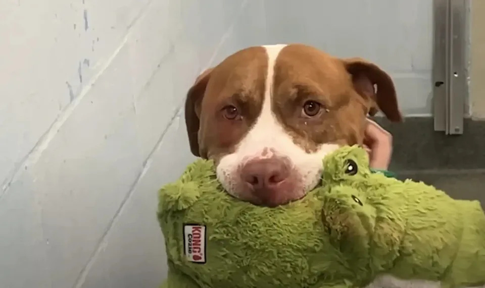 Per quasi sei anni è rimasto invisibile in rifugio, stringendo sempre lo stesso peluche. Oggi Barnie non è più solo: qualcuno lo ha scelto davvero.