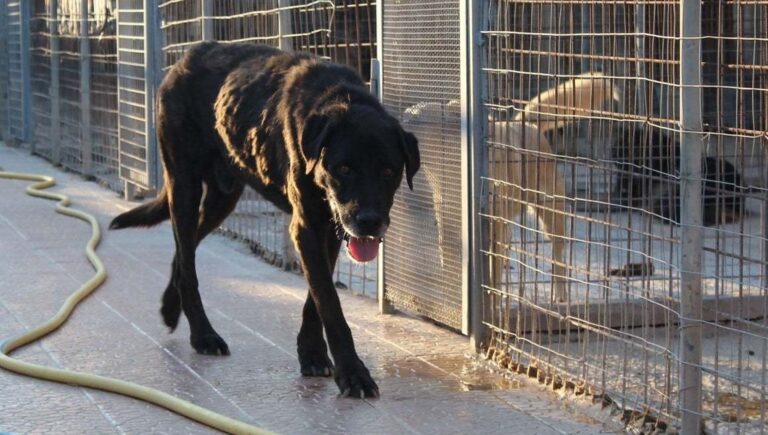 Un cane anziano di quasi nove anni è stato adottato dopo otto mesi in canile. Silenzioso durante il viaggio, ha lasciato il box per iniziare una nuova vita.