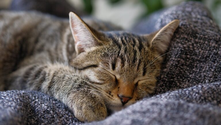 Un uomo ricoverato in condizioni terminali ha chiesto di rivedere il suo gatto prima della morte. L’animale è rimasto accanto a lui fino all’ultimo respiro.