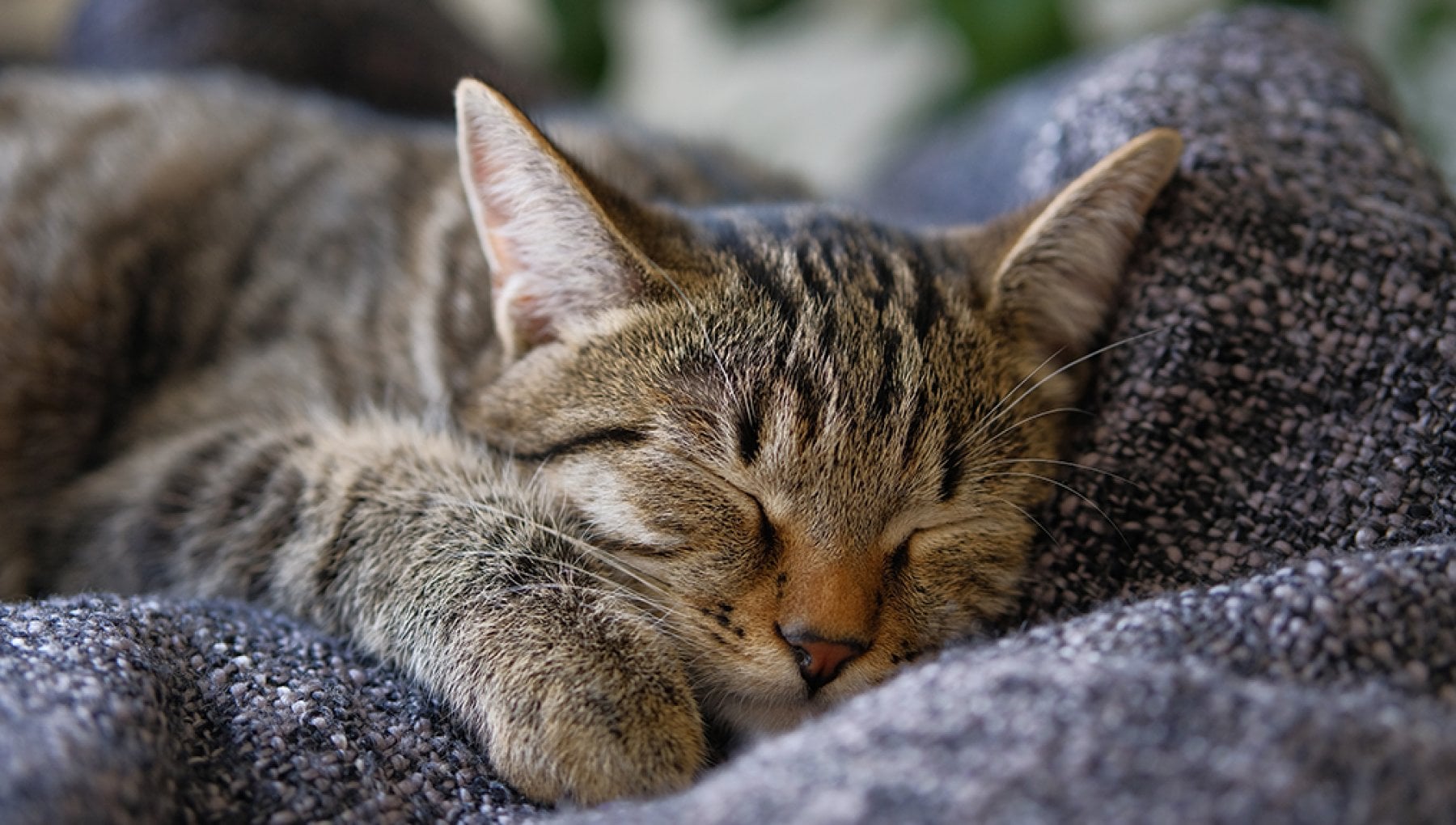 Un uomo ricoverato in condizioni terminali ha chiesto di rivedere il suo gatto prima della morte. L’animale è rimasto accanto a lui fino all’ultimo respiro.