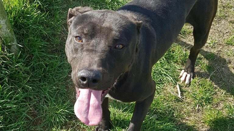 Un Pit Bull di tredici anni lascia il rifugio dopo anni di attesa. Ignorato per l’età, viene adottato l’8 gennaio 2026 e inizia una nuova vita serena.