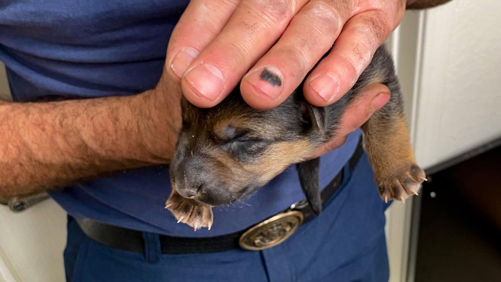 Autumn è stata trovata legata sotto un lavandino, senza luce né cure. La sua sopravvivenza e il suo silenzio raccontano una storia di abbandono e resistenza.