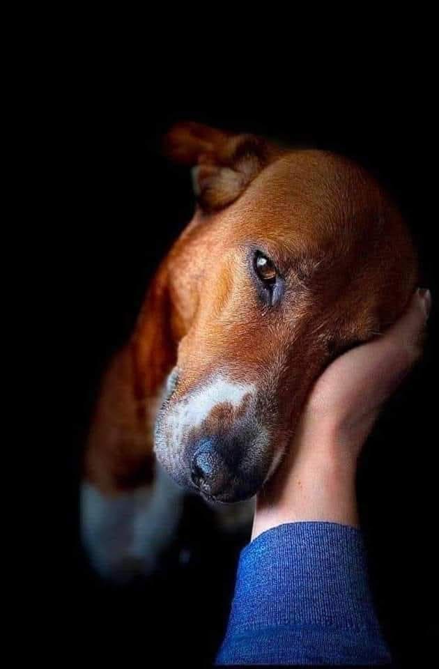 Un cane randagio segue in silenzio una persona per tutta la mattina in un paese straniero, senza collare né padrone, finché un gesto semplice cambia il suo destino.