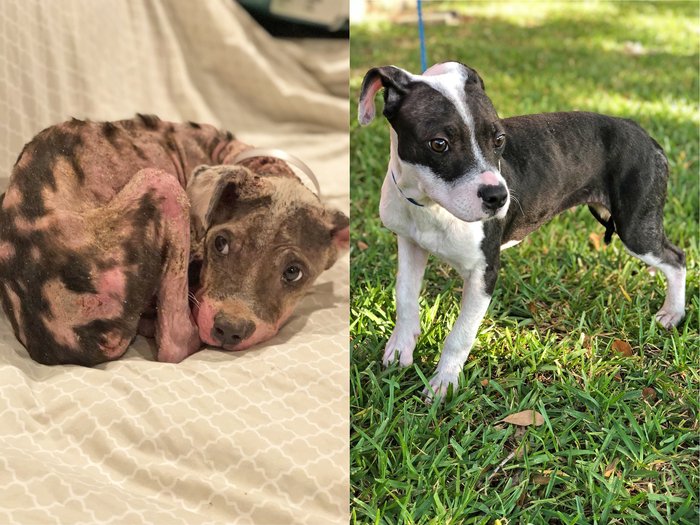 Un anno fa una pitbull sola sul ciglio dell’autostrada viene soccorsa. Oggi Pumba è parte di una famiglia, simbolo di una seconda possibilità diventata realtà.