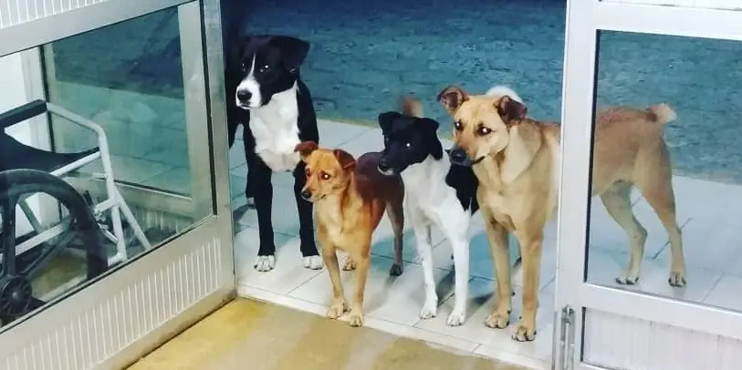 Davanti a un ospedale brasiliano, alcuni cani restano per ore sulla soglia aspettando il loro proprietario senzatetto ricoverato, in una scena fotografata da un’infermiera e diventata virale.