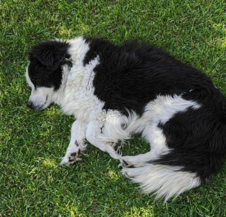 Il 20 gennaio 2026 Jacob, cane di cinque anni, si accascia improvvisamente durante la consueta corsa mattutina al parco. Un arresto cardiaco improvviso gli è fatale.