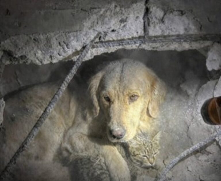 Dopo un sisma devastante, i soccorritori hanno trovato un cane rimasto tra i detriti per difendere l’unico altro sopravvissuto della casa: un gatto gravemente ferito.