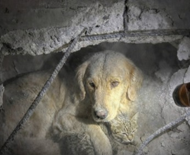 Dopo un sisma devastante, i soccorritori hanno trovato un cane rimasto tra i detriti per difendere l’unico altro sopravvissuto della casa: un gatto gravemente ferito.