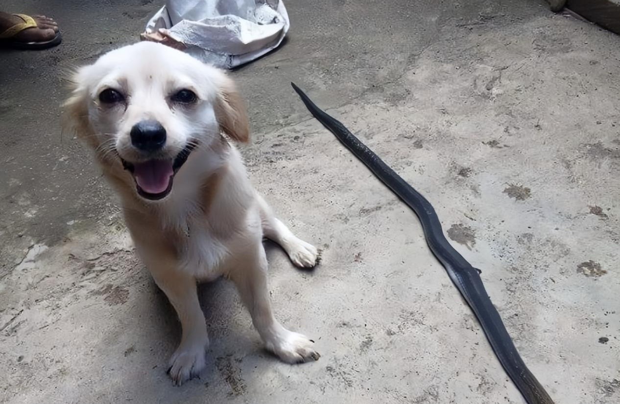 Un cane domestico individua un cobra nel cortile di casa e si lancia per fermarlo. Riesce a proteggere i bambini, ma muore poco dopo a causa del veleno.