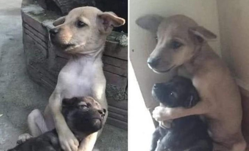 Due cuccioli trovati abbandonati rifiutano di separarsi in rifugio. Un’adozione congiunta permette loro di restare insieme e iniziare una nuova vita.