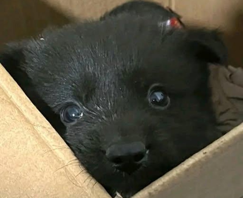 Un cagnolino ignorato per il colore del pelo viene adottato da una famiglia in cerca di compagnia per il proprio cane anziano, cambiando completamente il suo destino.