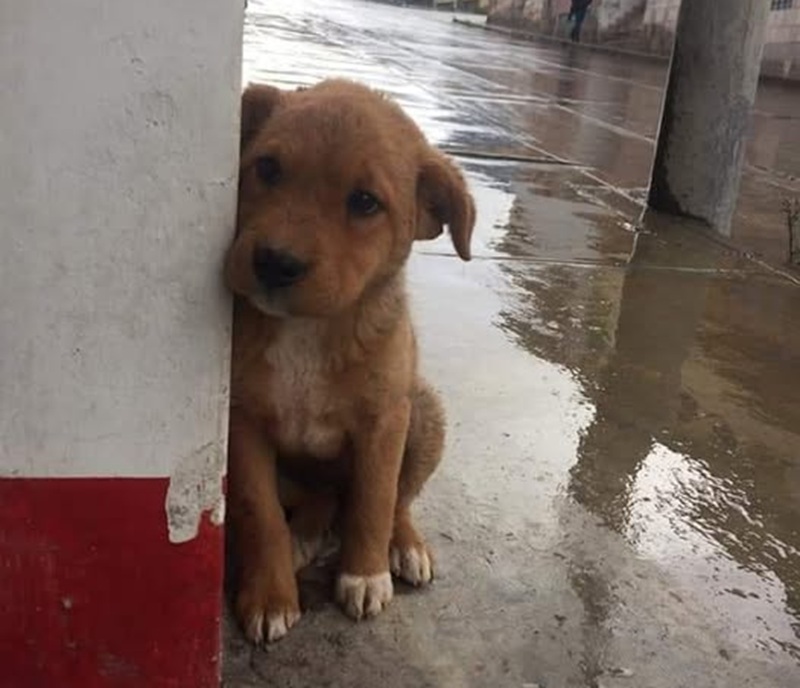 Le difficoltà affrontate da chi vive con un cane contrastano con il ruolo fondamentale che gli animali svolgono nelle emergenze, tra soccorsi, ricerche e interventi di salvataggio.