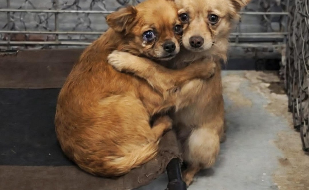 Dopo la morte del cane di famiglia, avvenuta il 21 novembre 2025, una coppia entra in rifugio per adottare un cucciolo e torna a casa con due fratellini inseparabili.