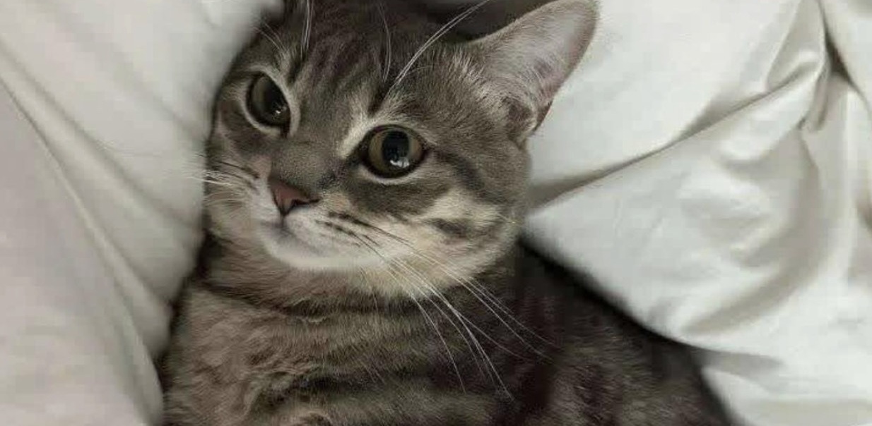 Dopo giorni in un rifugio, Moka trascorre la sua prima notte in una casa vera. Dal silenzio incerto alla calma, il racconto di un nuovo inizio.