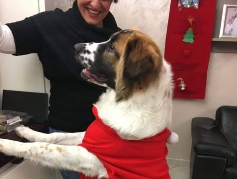 Un cane affidato temporaneamente a una pensione per animali scompare senza lasciare tracce. La famiglia continua le ricerche, mentre restano dubbi sulle reali circostanze della sparizione.