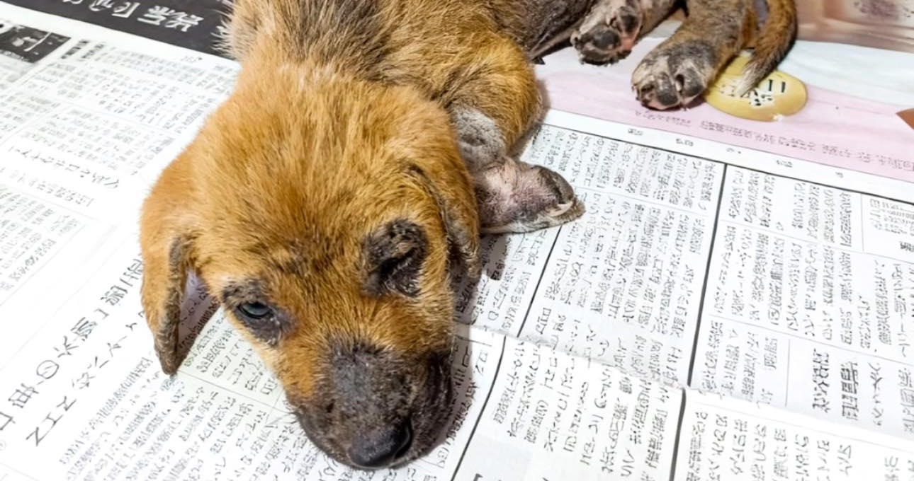 Un cucciolo di quattro mesi viene trovato in un fosso con fratture, traumi e segni di maltrattamenti. Dopo due mesi di cure intensive, oggi è salvo e adottabile.