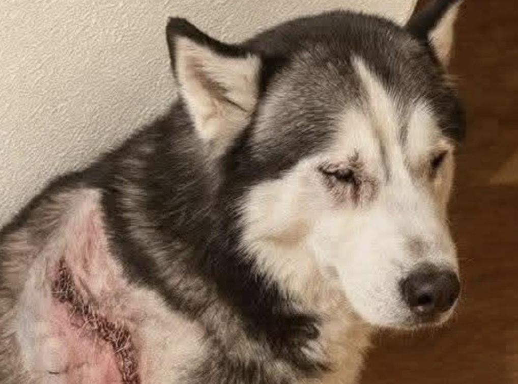 Un cane gravemente ferito e rimasto cieco vive nell’attesa di un gesto di cura, dopo una vita segnata dalla libertà e ora ridotta alla solitudine e al dolore.