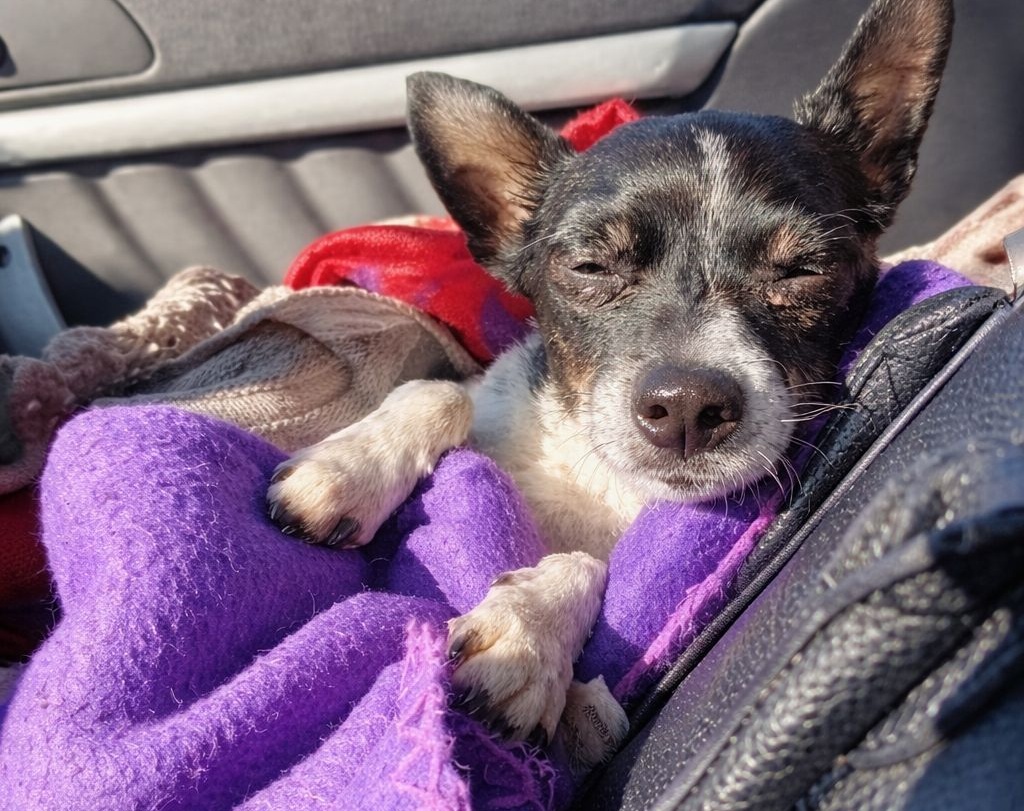 Un cane muore serenamente in auto, avvolto dalla luce del sole. Diciassette anni di vita condivisa si chiudono con un addio silenzioso e consapevole.