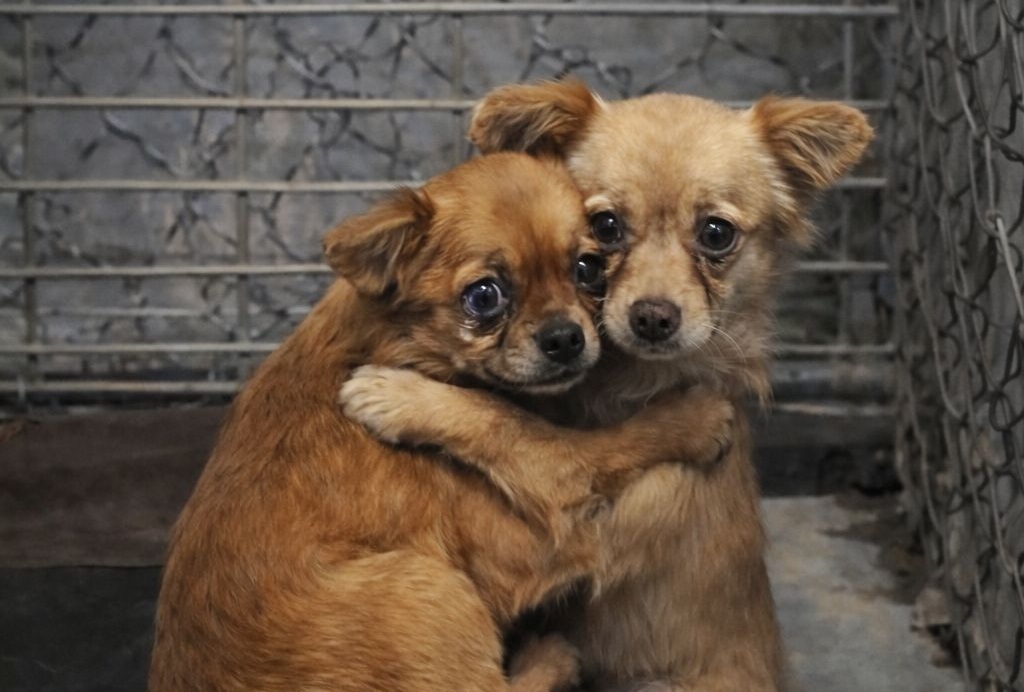 Dopo la perdita di Bruno, una famiglia entra in un rifugio pensando a una sola adozione, ma due cuccioli inseparabili cambiano per sempre quella scelta.