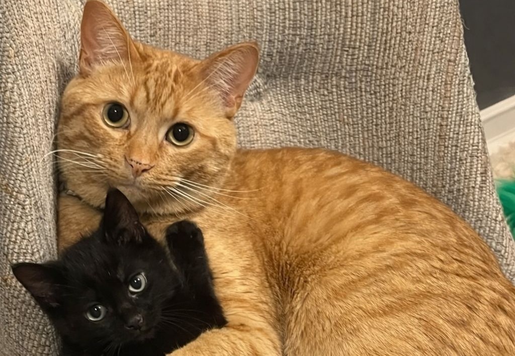 Una gattina appena nata viene trovata abbandonata e in condizioni critiche. Inaspettatamente, una gatta anziana del rifugio si prende cura di lei e le salva la vita.