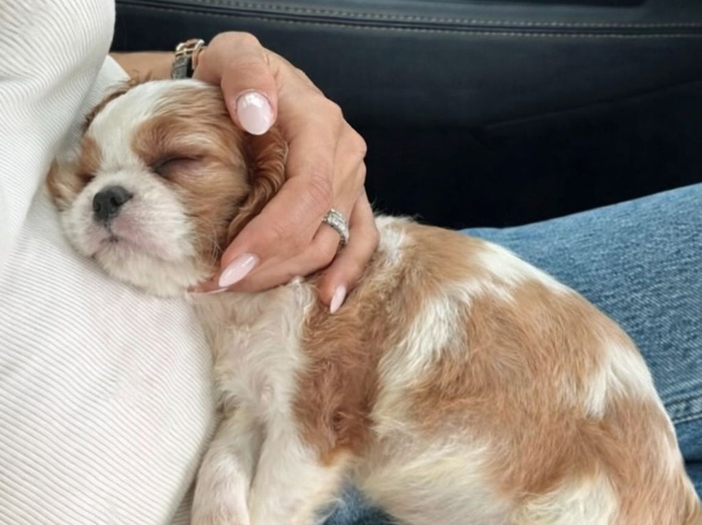 Un cucciolo vagava solo e invisibile. Un incontro casuale cambia il suo destino: dal freddo della strada a una casa sicura, dove inizia una nuova vita.