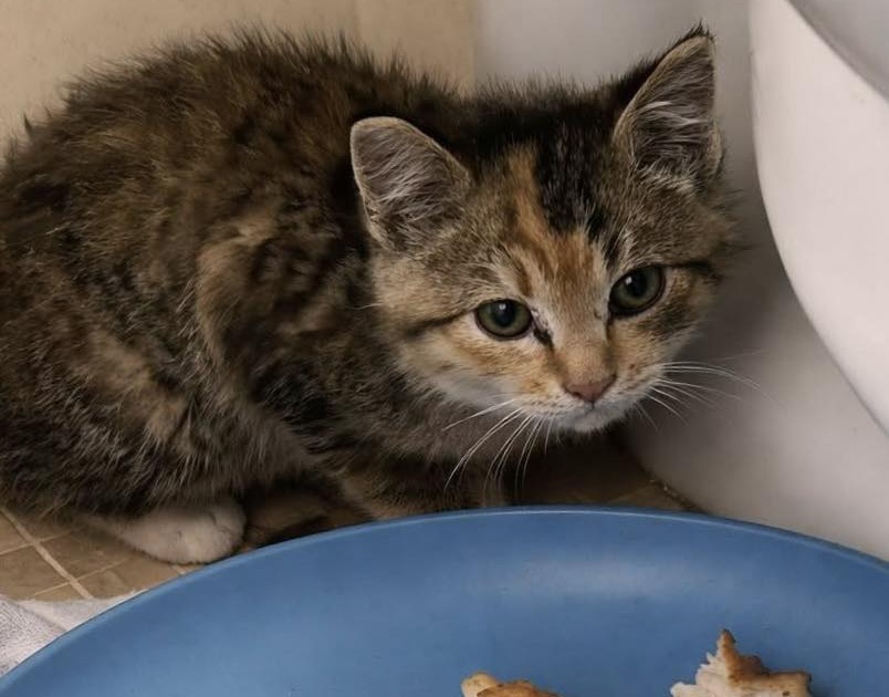 04/11/2025 171 Aedificare S.r.l. 8.408,24 € 12/11/2025 182 Aedificare S.r.l. 1.825,12 € 21/12/2025 185 Aedificare S.r.l. 305,00 € 04/12/2025 197 Aedificare S.r.l. 3.318,40 € 17/12/2025 202 Aedificare S.r.l. 671,00 €