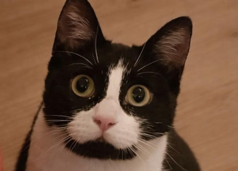 Rimasta senza la sua padroncina dopo una morte improvvisa, una gatta viene accolta da una vicina e continua a tornare davanti alla casa dove aveva vissuto per anni.