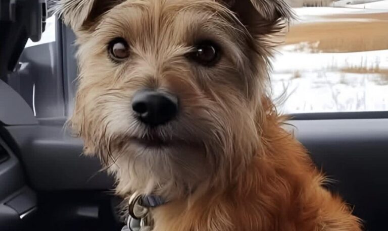 Durante una sosta notturna in una stazione di servizio isolata, un camionista ha trovato una cagnolina infreddolita e sola. Oggi viaggia con lui come compagna inseparabile.