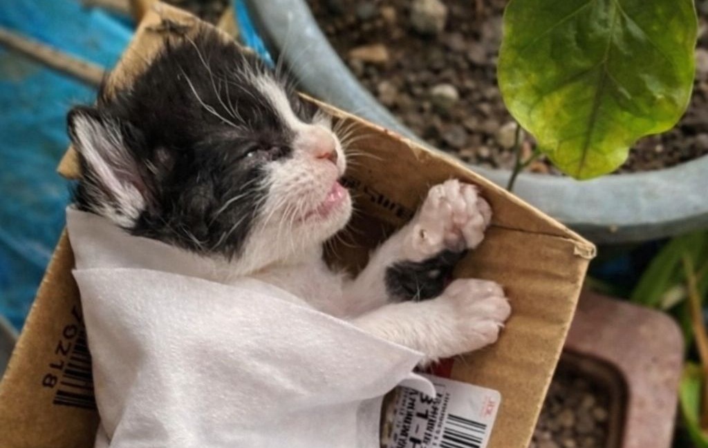 Un gattino neonato viene trovato in condizioni critiche sotto un cespuglio, soccorso e accudito per una notte, ma non sopravvive nonostante le cure.