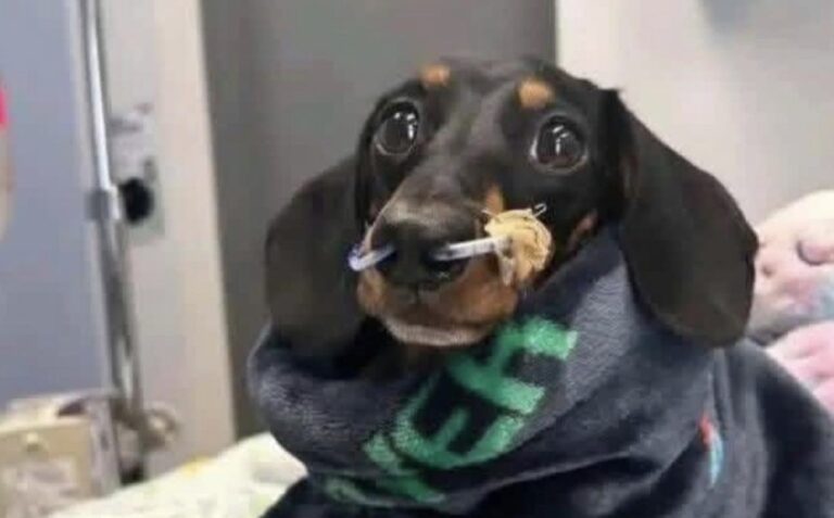 Un cane gravemente malato viene accompagnato nel suo ultimo giorno accanto alla persona che lo ha accudito, dopo settimane di cure e sofferenza progressiva.