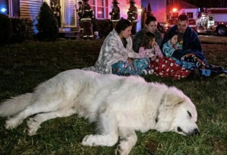Un cane da montagna dei Pirenei noto per la sua pigrizia si rivela decisivo durante una fuga di monossido notturna, svegliando una famiglia e salvandole la vita.