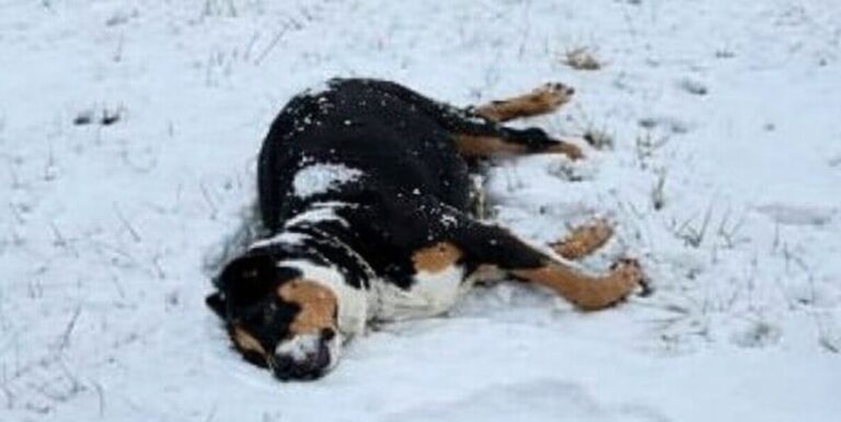 Una cagnolina incinta, trovata allo stremo sulla neve in una mattina gelida, è stata soccorsa in extremis: il tempestivo intervento ha salvato lei e i suoi cuccioli.