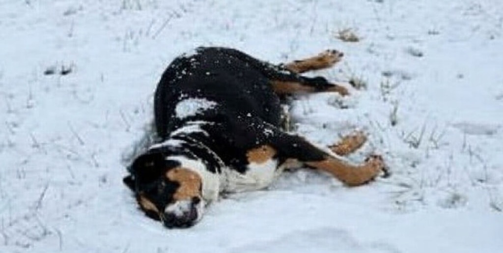 Una cagnolina incinta, trovata allo stremo sulla neve in una mattina gelida, è stata soccorsa in extremis: il tempestivo intervento ha salvato lei e i suoi cuccioli.