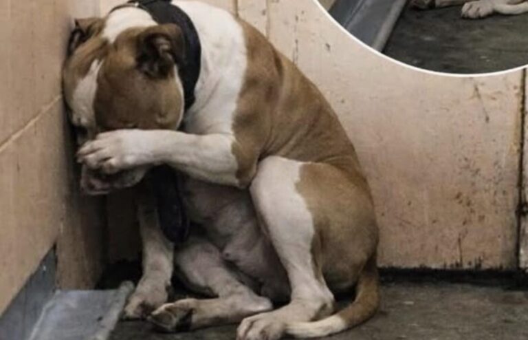 In un rifugio un cane smette di mangiare e piange per giorni. Un messaggio nascosto nel collare rivela un lutto profondo e cambia il suo destino.