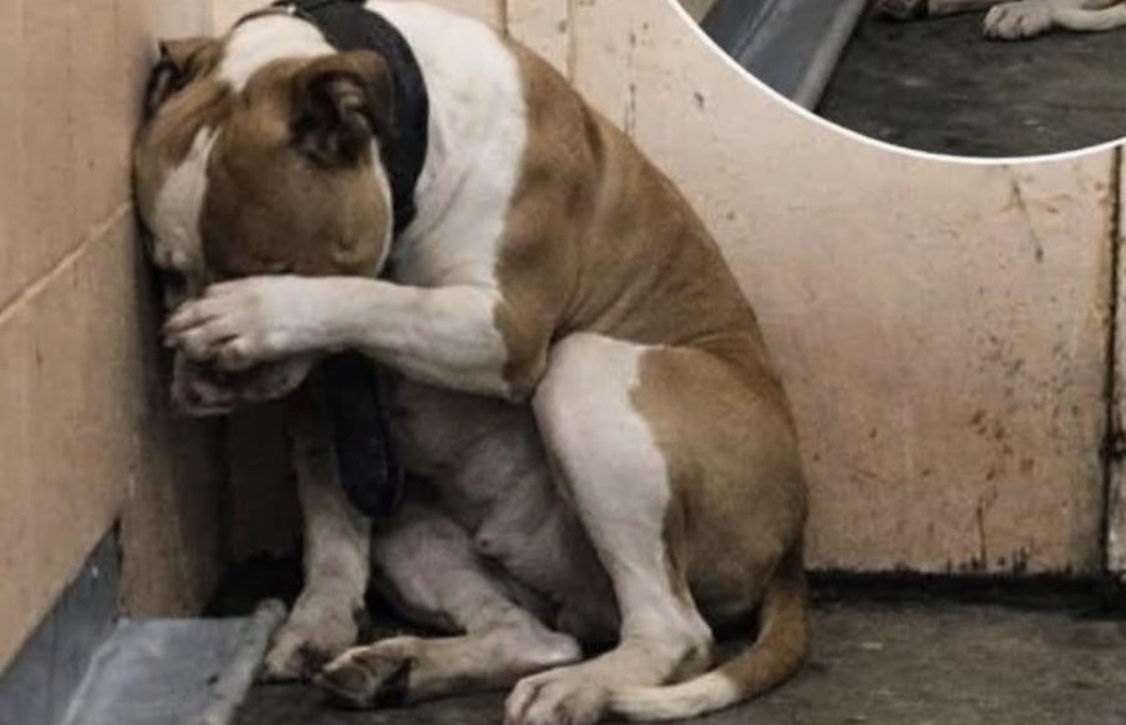 In un rifugio un cane smette di mangiare e piange per giorni. Un messaggio nascosto nel collare rivela un lutto profondo e cambia il suo destino.