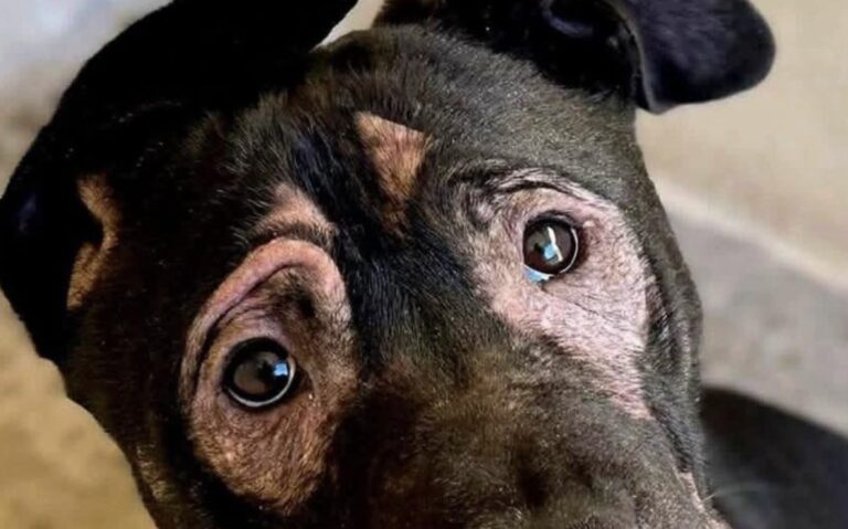 Un cane con una malattia della pelle viene abbandonato dalla famiglia e ignorato al rifugio. Il 4 dicembre 2025 un anziano veterinario decide di adottarlo.