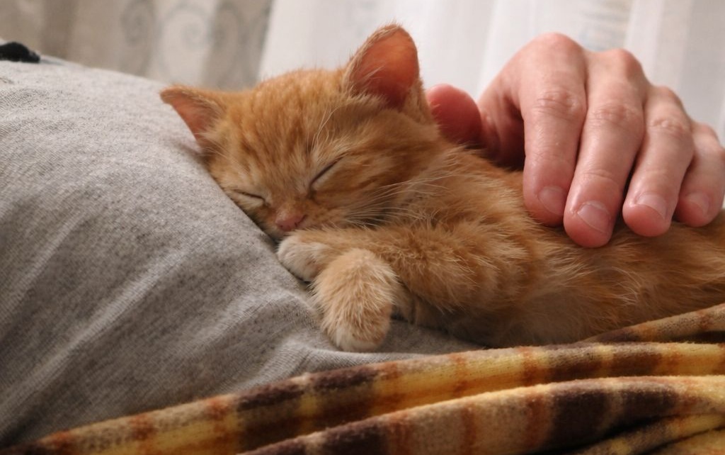 Un momento di quiete domestica racconta la fiducia ritrovata di un cucciolo che, dopo la paura, sceglie il contatto umano come rifugio e segno di serenità.