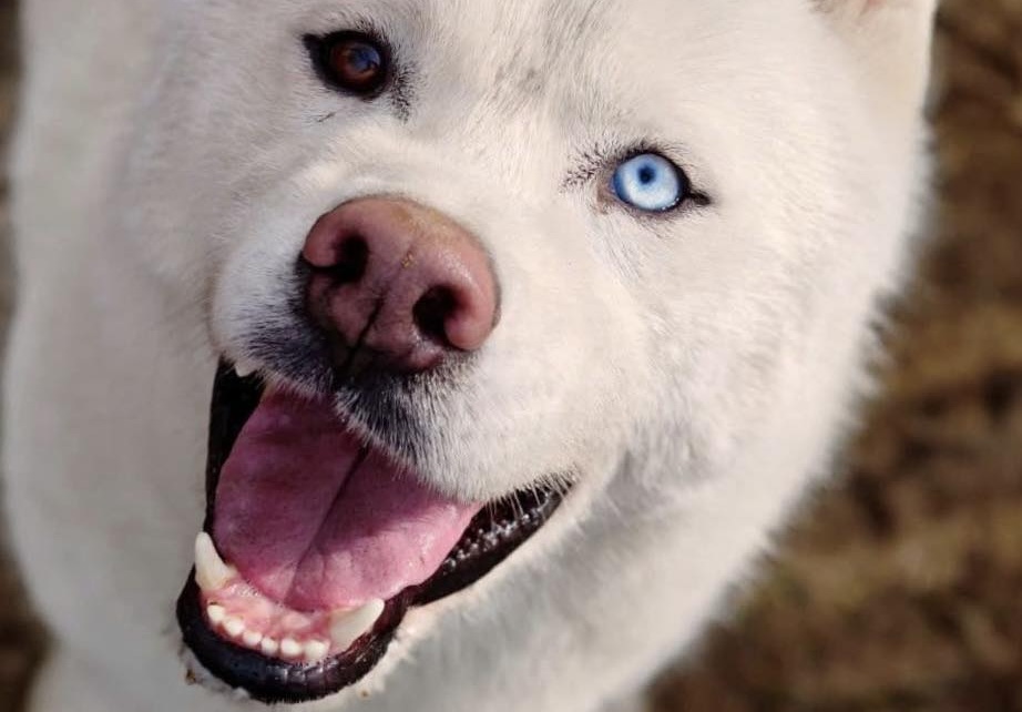 Scartato dal padrone perché aveva due occhi di colore diverso, un cucciolo viene legato a un palo e abbandonato, ma riesce a salvarsi e a trovare una famiglia.