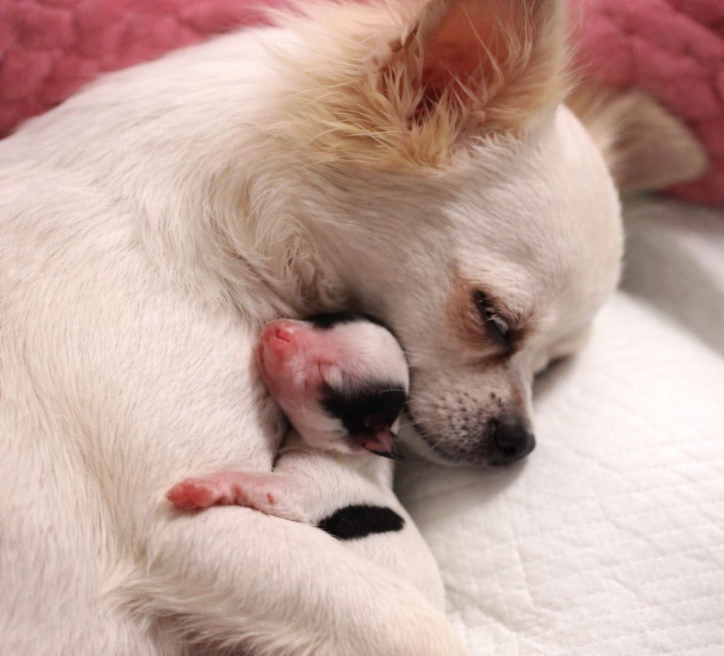 Nala ha appena partorito e veglia sui suoi cuccioli. Tra loro ne riconosce uno più fragile e non lo lascia mai solo, trasformando ogni gesto in protezione.
