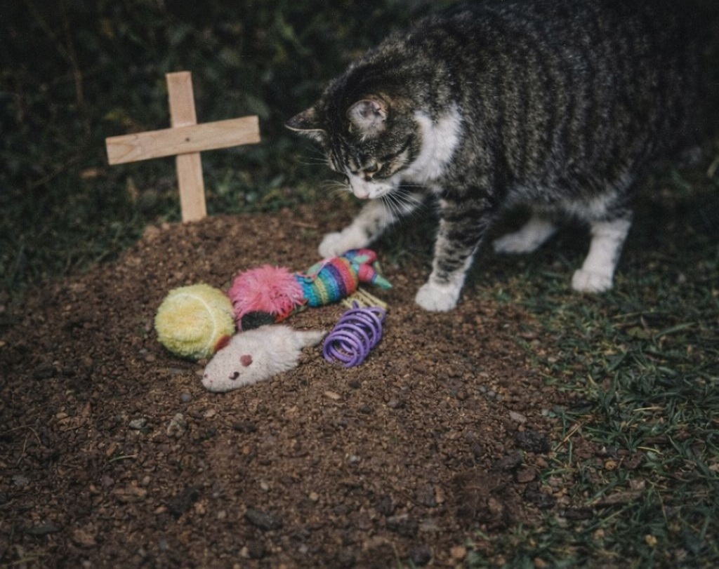 Dopo la scomparsa del cane di famiglia, il gatto ha modificato le proprie abitudini, trasportando i suoi giochi nel giardino e depositandoli sulla sepoltura del compagno.