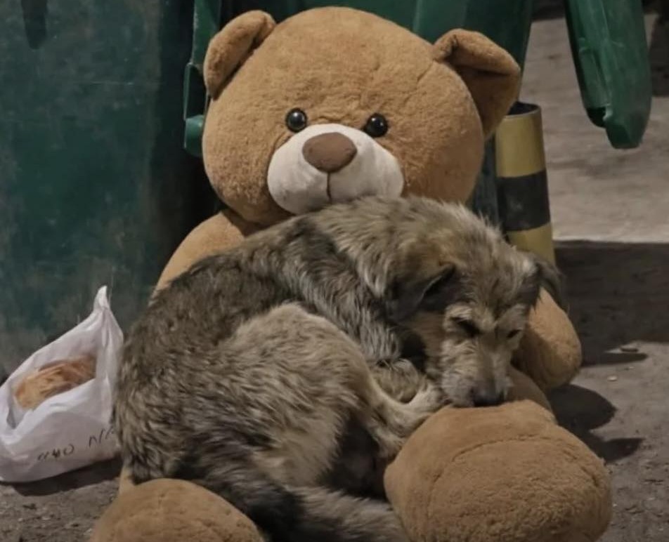 Un cane randagio viene trovato disteso su un orsacchiotto tra i rifiuti e i netturbini, colpiti dalla scena, lo ritrovano nello stesso punto notte dopo notte.